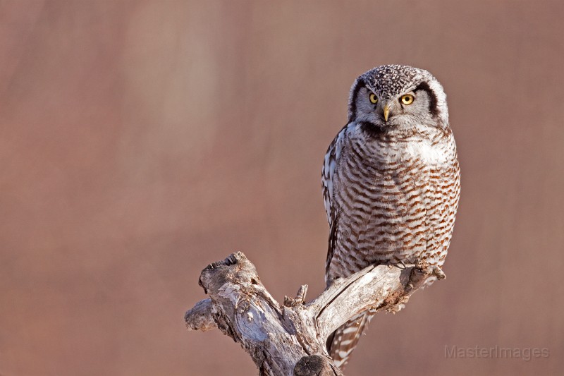 IMG_0147c.jpg - Northern Hawk-Owl (Surnia ulula)